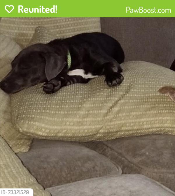 Reunited Female Dog last seen Walker place boulevard, Copperas Cove, TX 76522