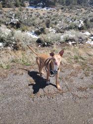 Reunited Male Dog last seen Zinfandel, Gold River, CA 95670