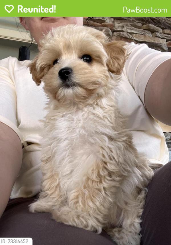 Reunited Male Dog last seen Near belltown drive, Huntsville, AL 35803