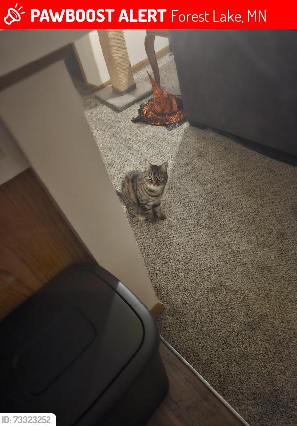 Lost Female Cat last seen Perkins, Forest Lake, MN 55025