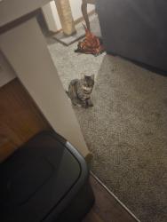 Lost Female Cat last seen Perkins, Forest Lake, MN 55025