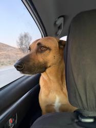 Lost Male Dog last seen Cole creek ct, Murrieta, CA 92562