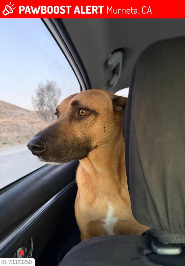 Lost Male Dog last seen Cole creek ct, Murrieta, CA 92562