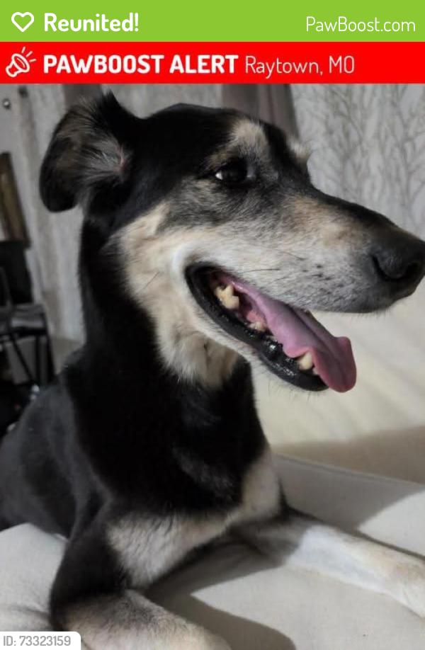 Reunited Male Dog last seen E59th and Elm Raytown MO, Raytown, MO 64133