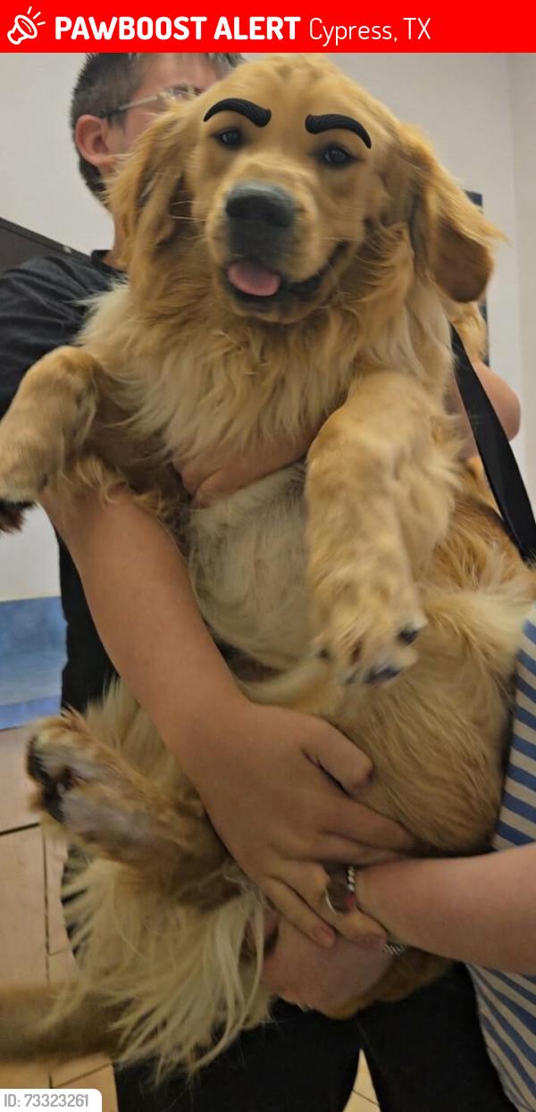 Lost Male Dog last seen Costco, Cypress, TX 77429