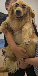Lost Male Dog last seen Costco, Cypress, TX 77429
