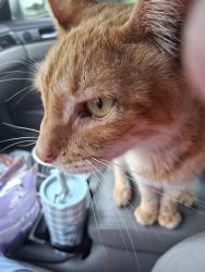 Reunited Male Cat last seen 26th st west and 2612 27th Ave drive west, Bradenton, FL 34205