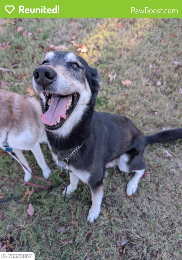 Reunited Male Dog last seen 59th and Raytown Road, Raytown, MO 64133