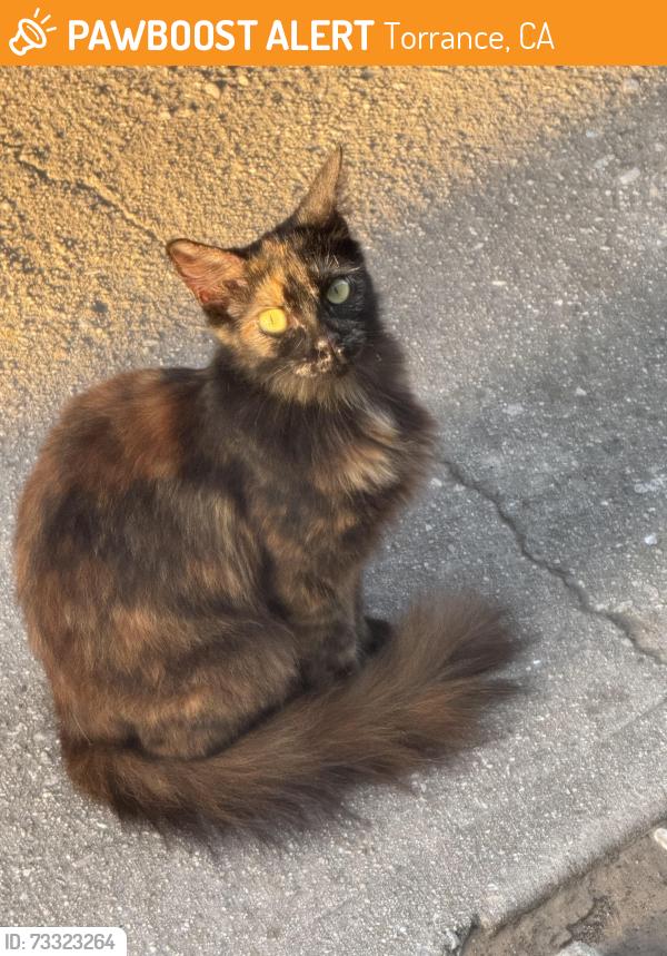 Found/Stray Unknown Cat last seen Cabrillo/223, Torrance, CA 90501