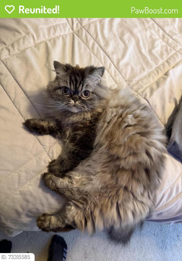 Reunited Female Cat last seen Near w 51st st Davenport Iowa, Davenport, IA 52806