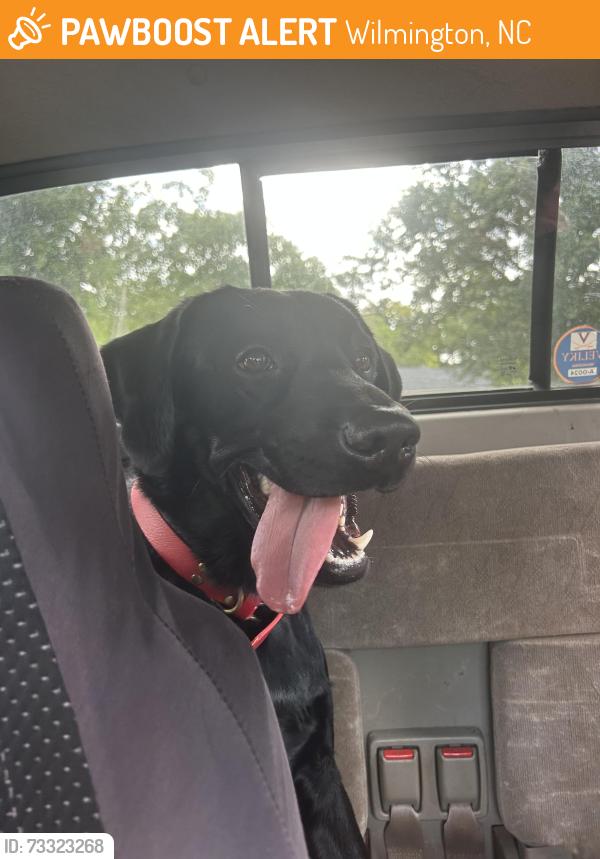 Found/Stray Male Dog last seen Near Eastwood church, Wilmington, NC 28403