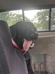 Found/Stray Male Dog last seen Near Eastwood church, Wilmington, NC 28403