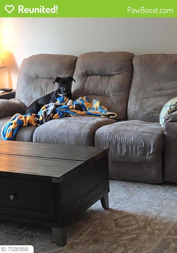 Reunited Female Dog last seen McDonald's on Highway 50, O'Fallon, IL 62269