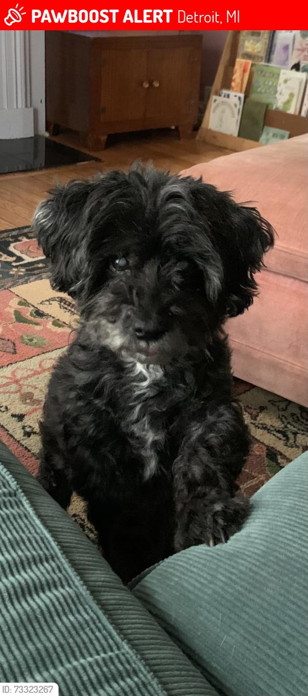 Lost Male Dog last seen Newport and Korte, Detroit, MI 48215