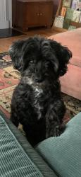 Lost Male Dog last seen Newport and Korte, Detroit, MI 48215