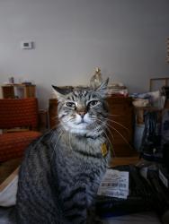 Lost Male Cat last seen S Kansas ave+English street (Douglas+Hydraulic), Wichita, KS 67211