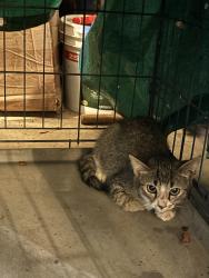 Found/Stray Female Cat last seen North Valley View Drive in Oak Glen subdivision, Greenville County, SC 29687