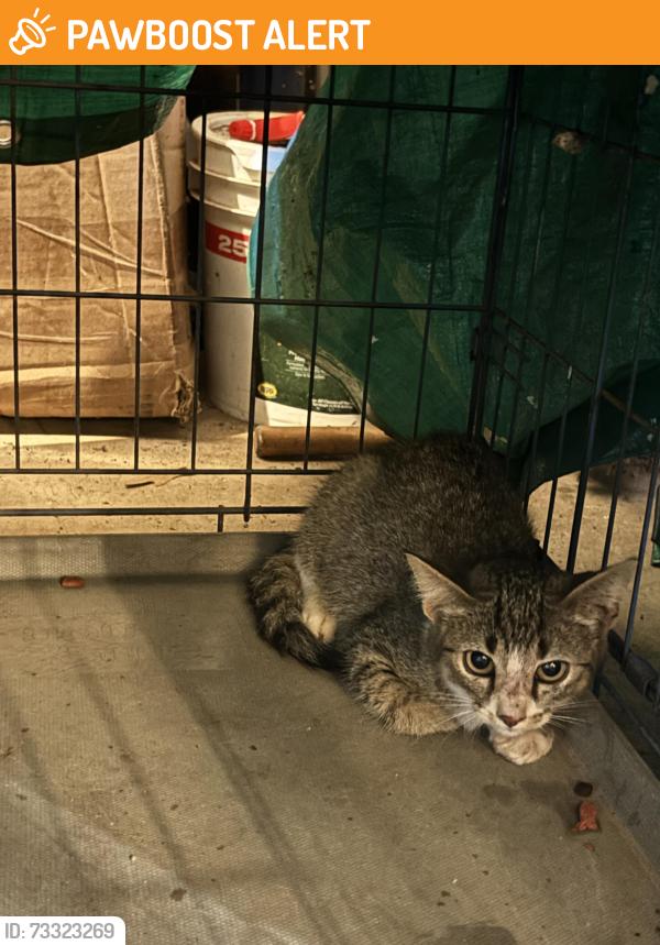 Found/Stray Female Cat last seen North Valley View Drive in Oak Glen subdivision, Greenville County, SC 29687