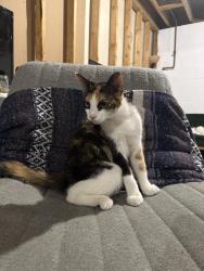 Found/Stray Female Cat last seen McConnell Springs Park, Lexington, KY 40504