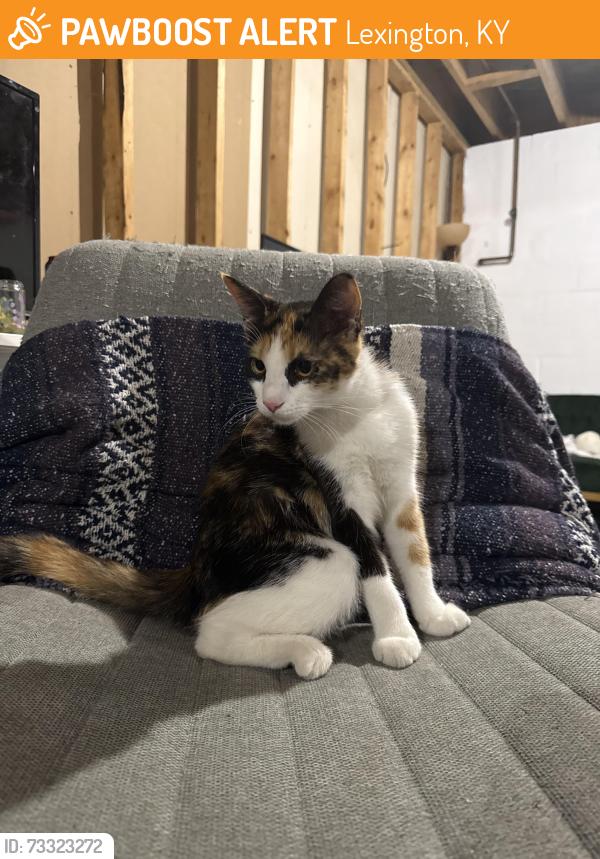 Found/Stray Female Cat last seen McConnell Springs Park, Lexington, KY 40504