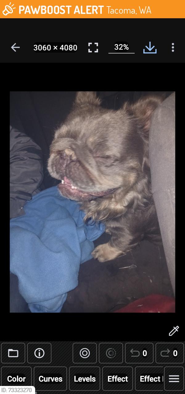 Found/Stray Male Dog last seen Near, Tacoma, WA 98406