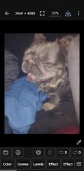 Found/Stray Male Dog last seen Near, Tacoma, WA 98406