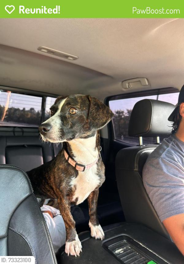 Reunited Female Dog last seen Near Tunnel Hill Varnell Rd Dalton, GA 30710 United States, Dalton, GA 30720