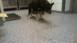 Shelter Stray Male Dog last seen CHARLOTTE, 8315 Byrum Dr, Charlotte, NC 28217, USA