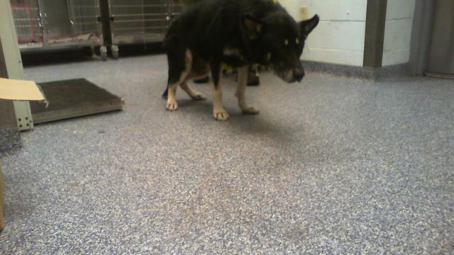 Shelter Stray Male Dog last seen CHARLOTTE, 8315 Byrum Dr, Charlotte, NC 28217, USA