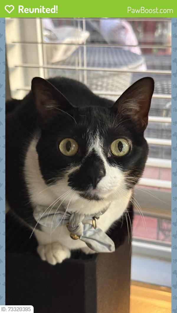 Reunited Female Cat last seen Cortland Broomfield, Arista Pl & Destination Dr, Broomfield, CO 80021