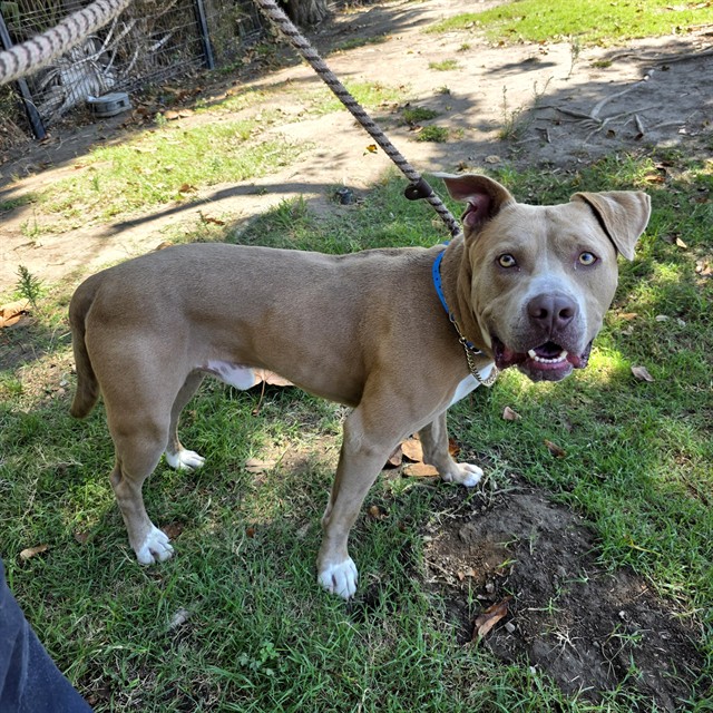 Shelter Stray Male Dog last seen Near BLK ATLANTIC AVE LONG BEACH CA 90805, 7700 E Spring St, Long Beach, CA 90815, USA