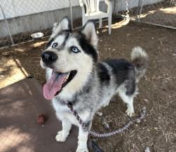 Shelter Stray Male Dog last seen , 14409 Vanowen St, Van Nuys, CA 91405, USA