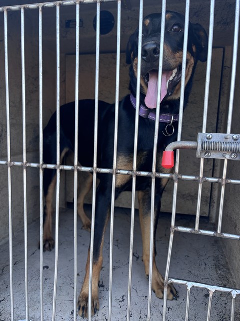 Shelter Stray Female Dog last seen Near BLOCK SW 63RD ST, 2811 SE 29th St, Oklahoma City, OK 73129, USA