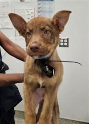 Shelter Stray Male Dog last seen Near BLOCK VAUGHAN ST, DETROIT MI 48228, 7401 Chrysler Dr, Detroit, MI 48211, USA