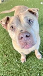 Shelter Stray Female Dog last seen SE 4TH RD & SE 1ST DR, 3599 NW 79th Ave, Doral, FL 33122, USA