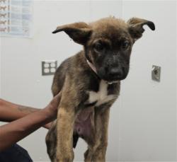 Shelter Stray Female Dog last seen Near BLOCK VAUGHAN ST, DETROIT MI 48228, 7401 Chrysler Dr, Detroit, MI 48211, USA