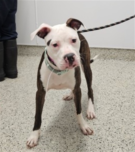 Shelter Stray Female Dog last seen Near BLOCK E DAVISON ST, DETROIT MI 48212, 7401 Chrysler Dr, Detroit, MI 48211, USA