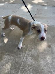 Shelter Stray Male Dog last seen Near BLOCK MIAMI LAKES DR., 3599 NW 79th Ave, Doral, FL 33122, USA
