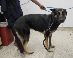 Shelter Stray Female Dog last seen Near BLOCK FLEMING ST, DETROIT MI 48234, 7401 Chrysler Dr, Detroit, MI 48211, USA
