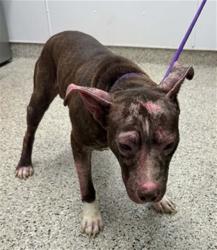 Shelter Stray Male Dog last seen Near BLOCK E VERNOR HWY, DETROIT MI 48207, 7401 Chrysler Dr, Detroit, MI 48211, USA