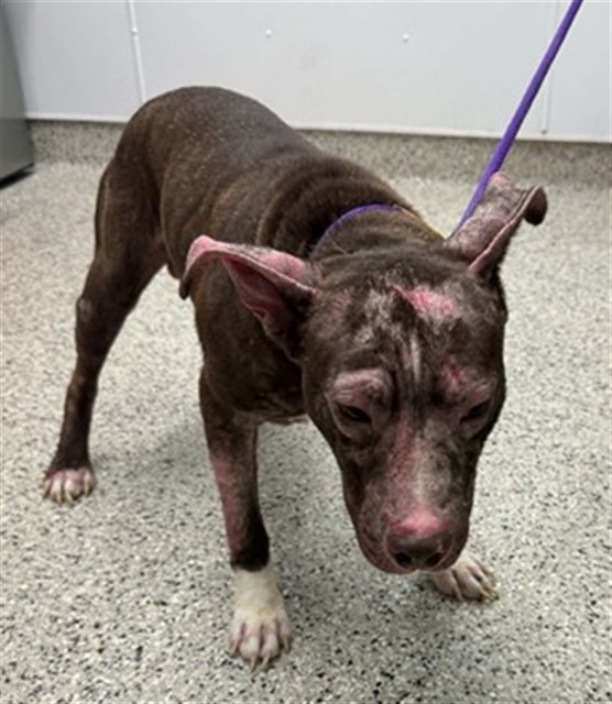Shelter Stray Male Dog last seen Near BLOCK E VERNOR HWY, DETROIT MI 48207, 7401 Chrysler Dr, Detroit, MI 48211, USA
