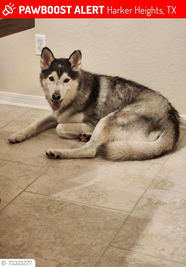 Lost Male Dog last seen Temple Texas, Harker Heights, TX 76548