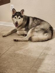 Lost Male Dog last seen Temple Texas, Harker Heights, TX 76548