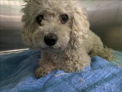 Shelter Stray Unknown Dog last seen , 1850 W 60th St, Los Angeles, CA 90047, USA
