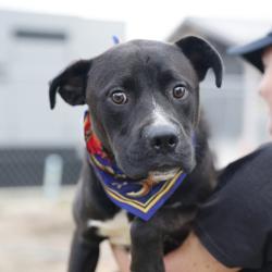 Shelter Stray Male Dog last seen CULEBRA, 4710 TX-151, San Antonio, TX 78227, USA