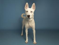 Shelter Stray Female Dog last seen 19TH AVE/DEER VALLEY DR, 5501 E Van Buren St, Phoenix, AZ 85008, USA