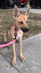 Shelter Stray Female Dog last seen Near BLOCK WEST AVE, 4710 TX-151, San Antonio, TX 78227, USA