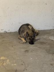 Reunited Unknown Dog last seen Killingsworth St, Portland, OR 97218