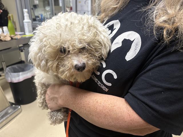 Shelter Stray Male Dog last seen Near BLOCK N 37TH ST, 3839 W Burnham St, West Milwaukee, WI 53215, USA