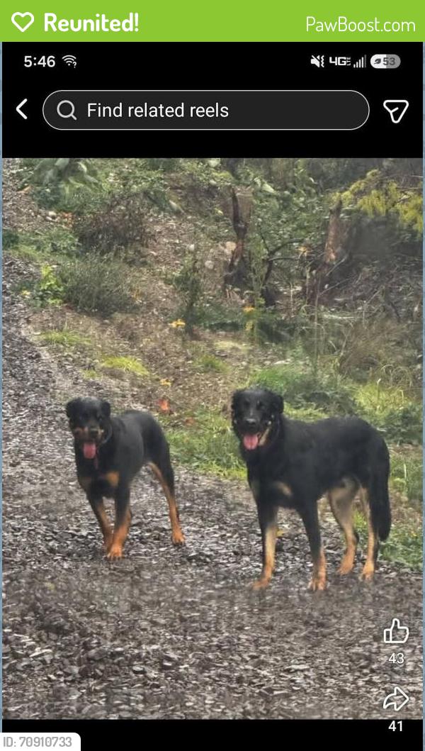 Reunited Male Dog last seen 133rd Ave, Rainier, WA 98576
